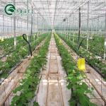 Film Cover Double Layer Hydroponics Grow Kit System for Greenhouse