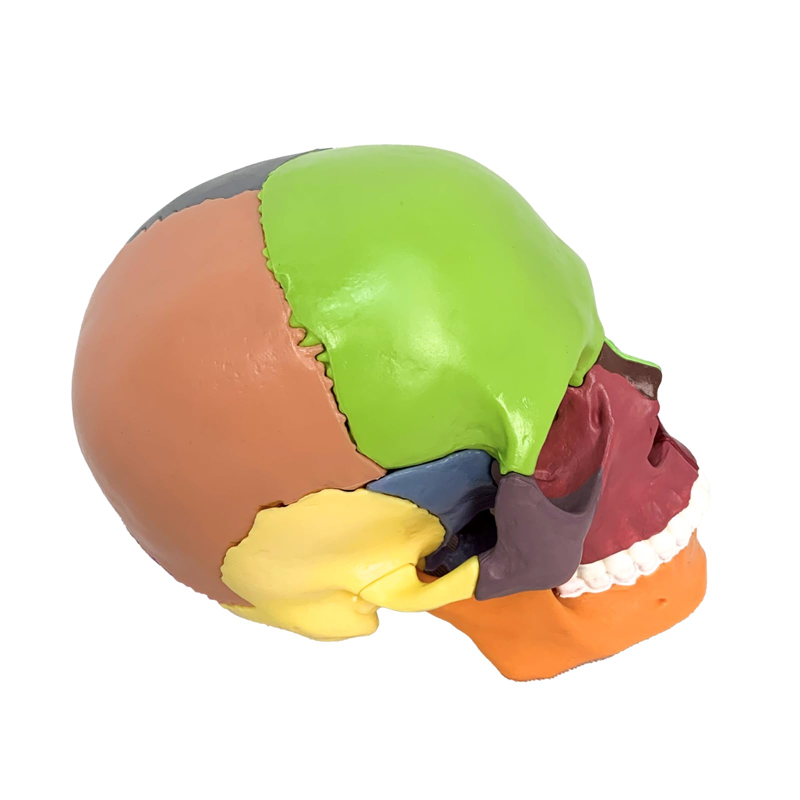 Verisimilitude Accurate Color Flexible Medical Dental Clinic Teaching Equipment 15 Pieces Exploded Head Bone Model