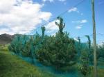 Anti - Aphids Insect Mesh Netting 50*25 Mesh 100% HDPE Materials