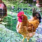 Chinese Design Style Biaxial Geogrid Fence for Chicken Roadbed Roadbed Load