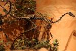 Sunproof Fiberglass Dinosaur Skeleton For Large Entertainment Venue Decoration