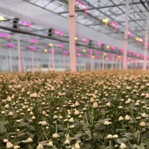Wholesale Greenhouse Hydroponics Growing System with Shading Screen Steel Structure US Currency from china suppliers