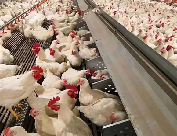 Chain Feeding System Chicken Breeding Equipment