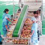 SUS304 Industrial Fruit Processing Equipment Automatic Carrot Juice Extractor
