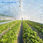 Sheet Covering Shed Agricultural Single Span Plastic Tunnel Greenhouse