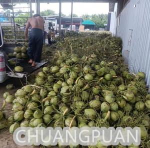 Wholesale Customized Coconut Water Making Machine - 18C Production Store Type Coconut Water Processing from china suppliers