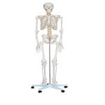5' 6" Life Size Human Skeleton Anatomy Model For Medical Skeleton Education