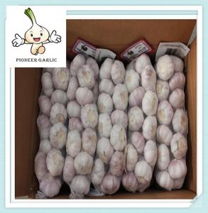 Wholesale Fresh natural pure white garlic Normal white garlic/shandong jinxiang Garlic from china suppliers