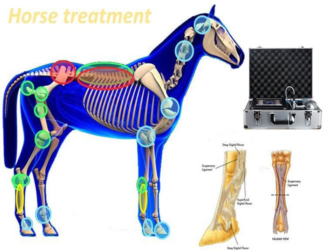 Mobile Shockwave Therapy Machine 80mj Vet Physical Therapy Equipments