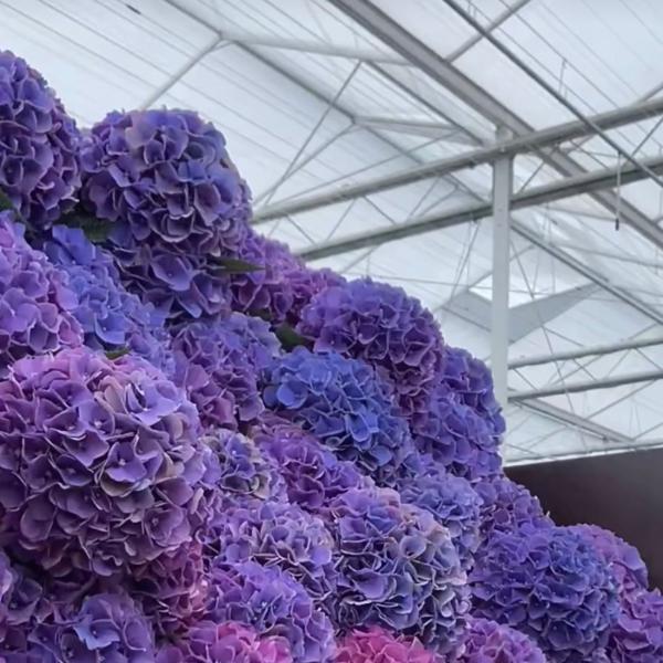 80.000kg Gross Weight Double Layer Glass Greenhouse Hydroponic for Growing