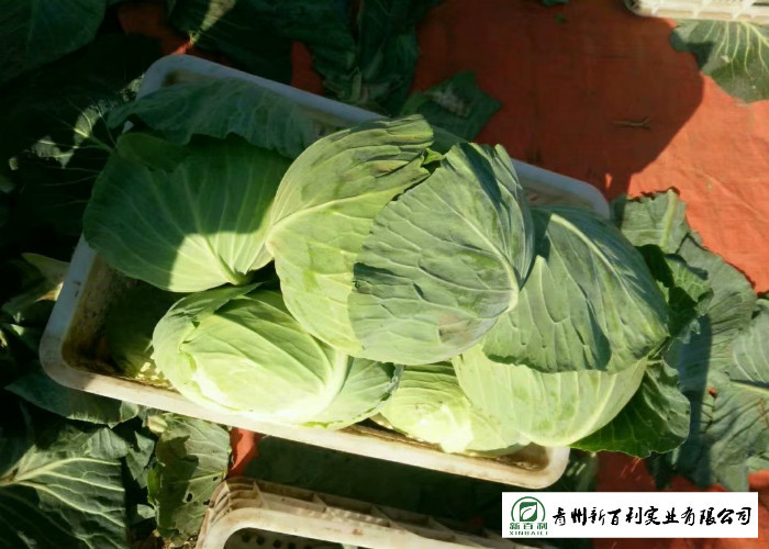 Big Size Late Flat Dutch Cabbage No Slight Crack Growing Without Pollution