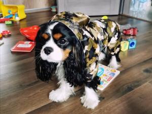 Wholesale Reflective Puppy Small Dog Rain Coat , Soft Breathable Waterproof Dog Jacket from china suppliers