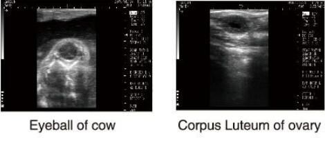 Diagnostic Ultrasound Equipment Veterinary Ultrasound Scanner With OB Software for Animals and 100 Images Storage