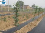 Agricultural Waterproof UV Treated Woven Farming Plant Garden Plastic Mulch