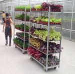 Multiple Shelf Danish Trolley Shelves