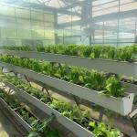 Square Meter Hydroponics Film Greenhouse Facility for Year-Round Crop Production