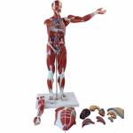 ODM Muscle Anatomical Skeleton Model Environmentally Friendly