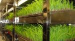 Intelligent Temperature Control Juxiang Leafy Vegetable Container House Heating