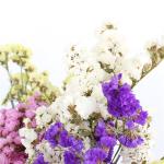 Forget Me Not Limonium Statice Flower , Everlasting Preserved Fresh Flower