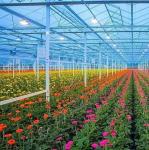 Plastic Sheet Blackout Greenhouse for Seedling Cultivation and Medical Plant