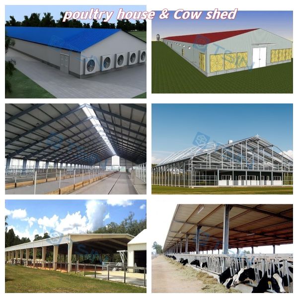Q235B ASTM A36 Prefabricated Steel Cow Shed With Q355B Beams 20lb Roof Load