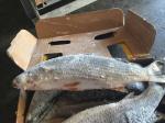 900g Mugil Cephalus Cephalus Whole Round Frozen Grey Mullet