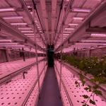 Hydroponic Smart Farming Container Greenhouse for Agriculture 40ft Container