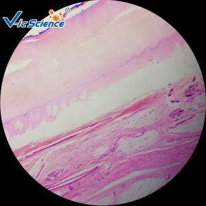 Wholesale Microscope Teaching Glass Appendix Histology Slide 100pcs For College from china suppliers