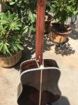 Wholesales Classical Acoustic Guitar 41" Solid Spruce Top Rosewood back&side 301